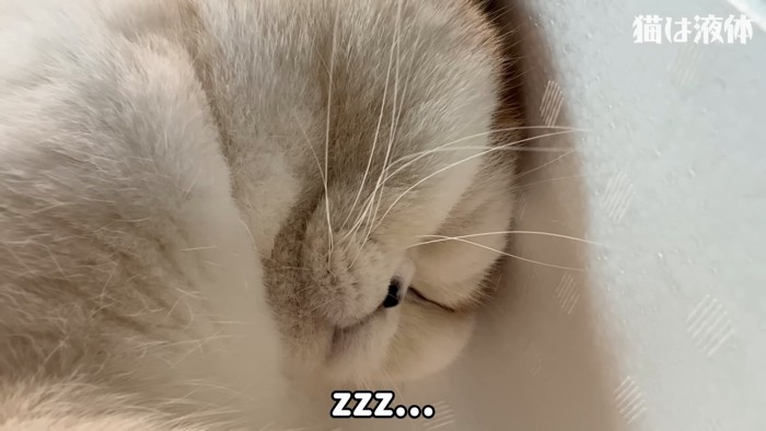 寝ている猫の顔