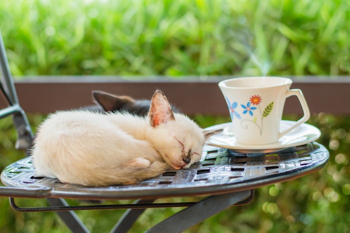 テラスの猫とコーヒー