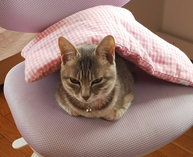 椅子で寝る猫