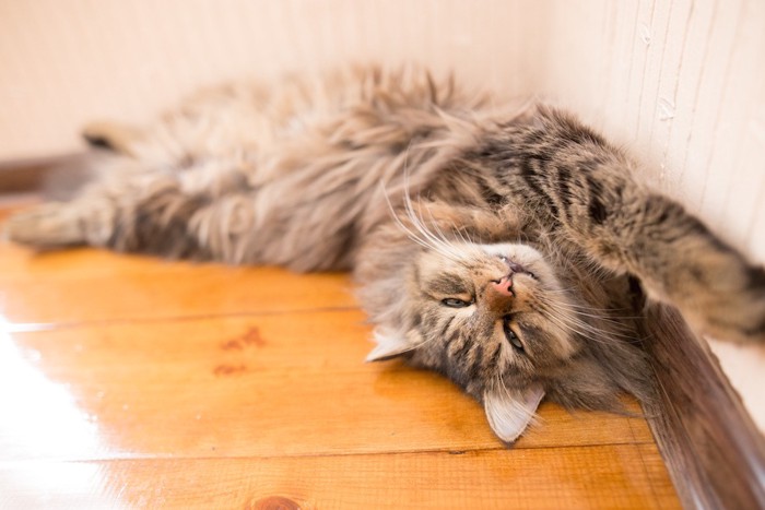 床の上で暑そうに眠る猫