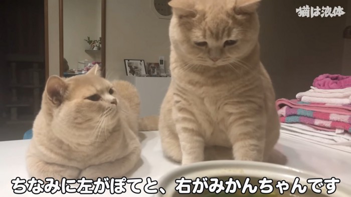 香箱座りの猫とお座りする猫