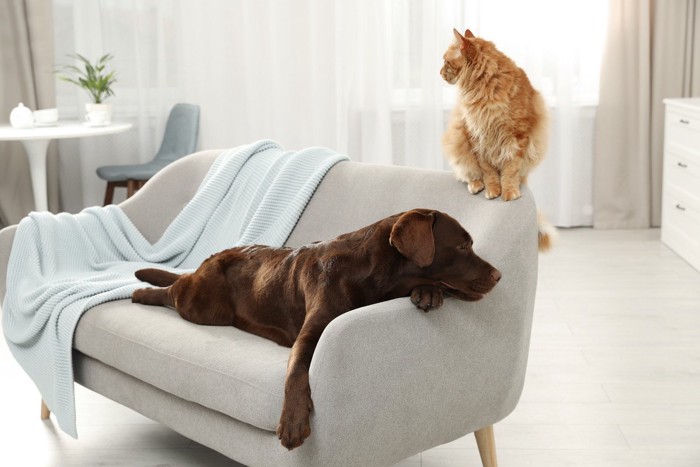 ソファでくつろぐ猫と犬