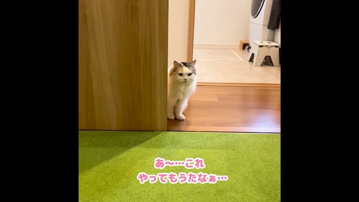 ドアのそばで佇む猫