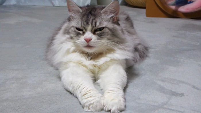 前足を伸ばして座る猫