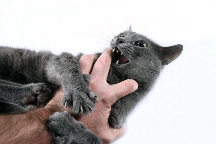 手に噛みつくグレーの猫