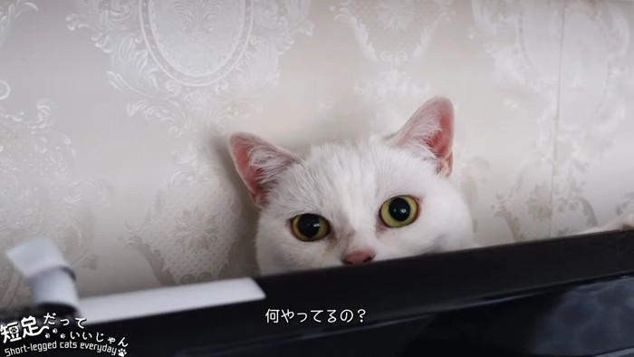 テレビの裏から顔を出す猫
