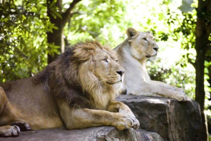 岩の上で休むオスとメスのライオン