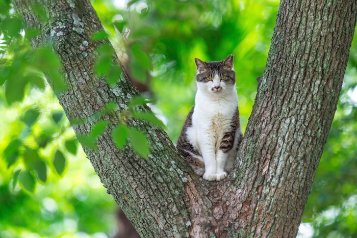 木の上で座る凛々しい野良猫