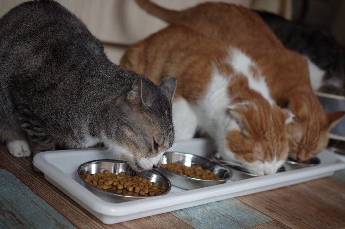 ごはんを食べる複数の猫