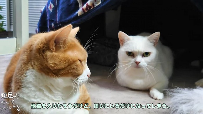 茶色の猫と白猫