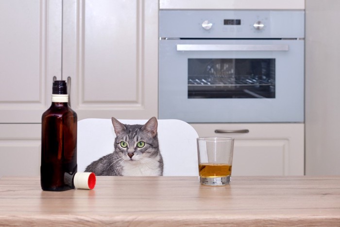 お酒のボトルを見る猫