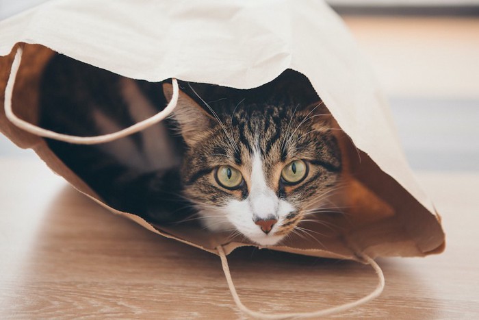 紙袋の中に入ってこちらを見つめる猫