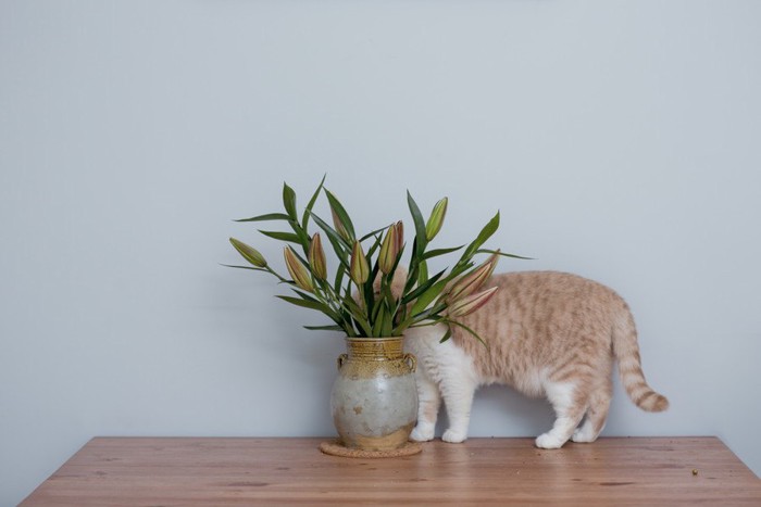 花瓶の花に隠れる猫