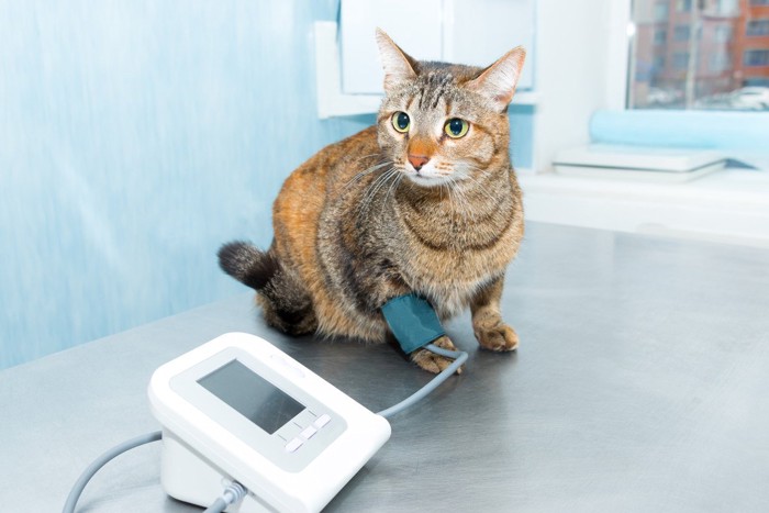 動物病院で血圧を測られる猫