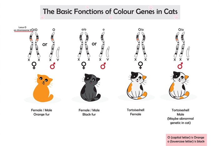 猫のO遺伝子と毛色の関係