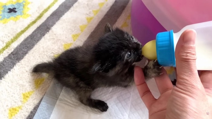 哺乳瓶からミルクを飲む黒猫