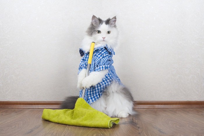 洋服を着て床の掃除をする猫