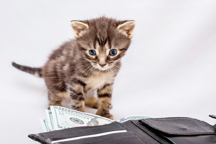 猫と財布
