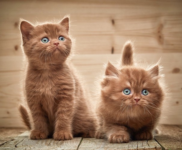 チョコレート色の子猫達