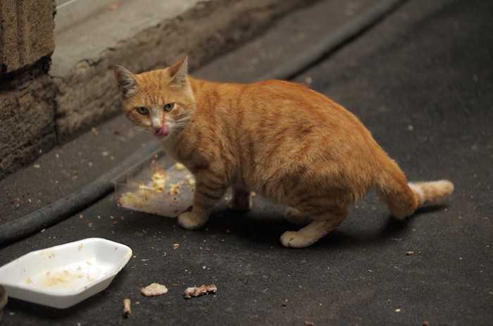 ご飯を食べる野良猫