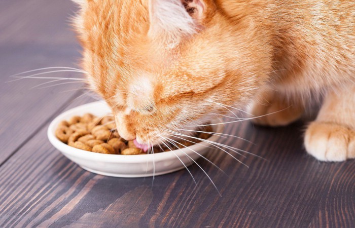 お皿に入ったドライフードを食べる茶色の猫