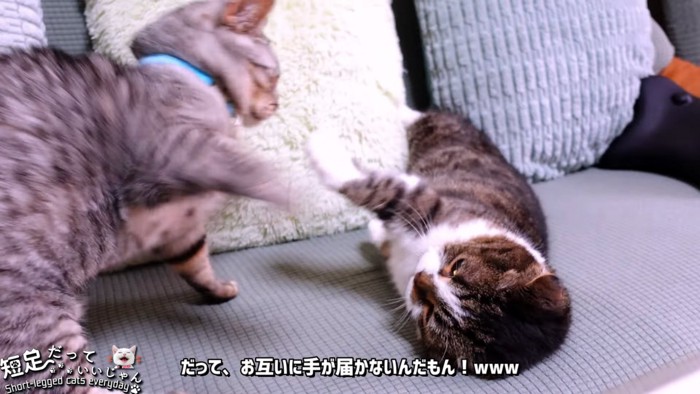 ケンカをする2匹の猫