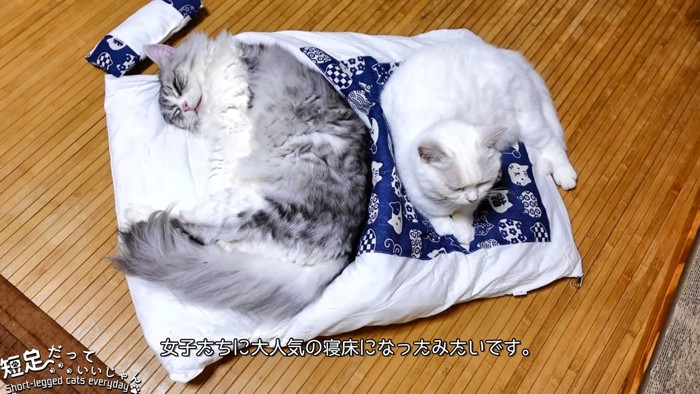 布団で寝る2匹の猫