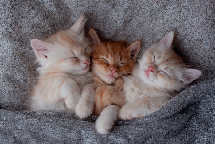 くっついて眠る3匹の子猫