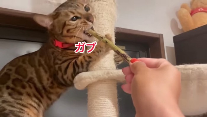 棒を噛む猫