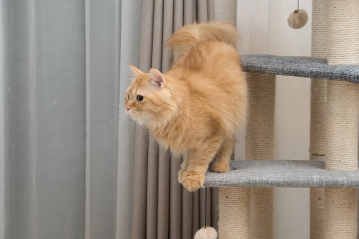 タワーから飛び降りようとする猫