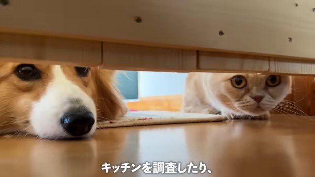 扉の下から覗き込む犬と猫