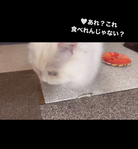 おやつを食べる白猫