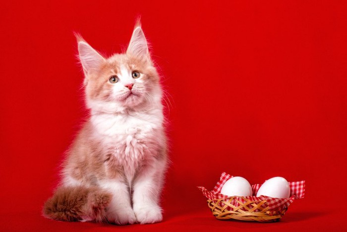 卵の側に座るメインクーンの子猫