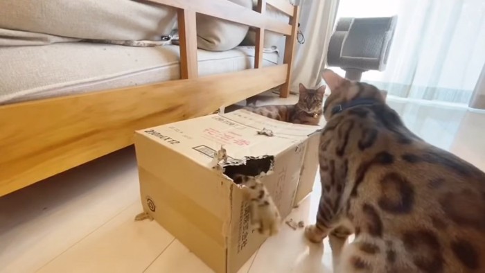 箱の中から出ている猫の前足