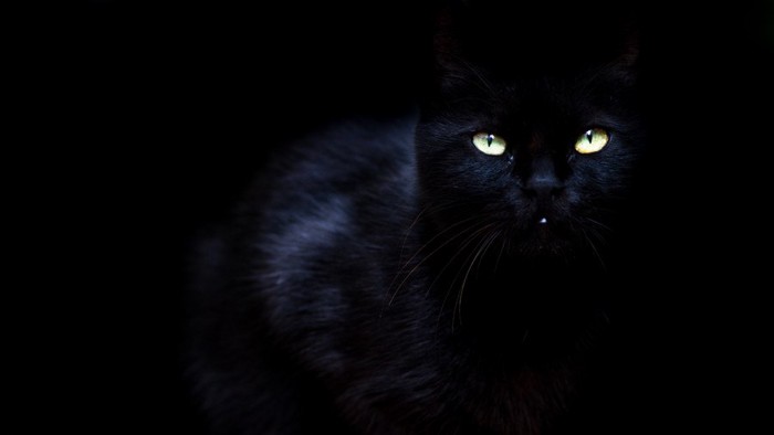暗闇の黒猫