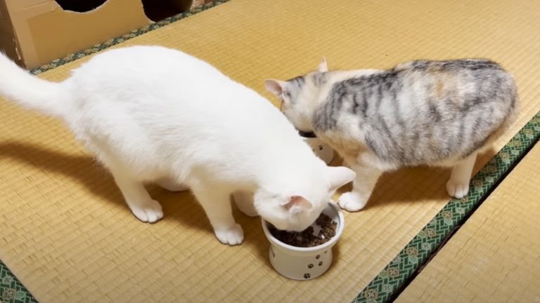朝ごはんを食べる子猫たち