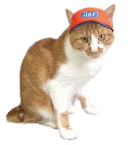 JAFの帽子をかぶった茶色と白の猫