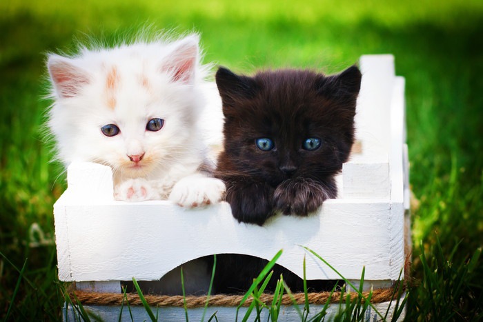 箱の中に白色の子猫と黒色の子猫
