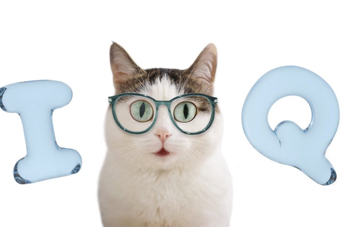 メガネをかけた猫の画像