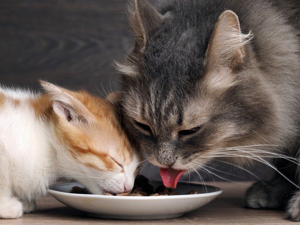 ご飯を食べる子猫と猫