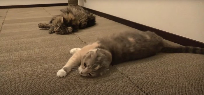 同じポーズで寝る猫