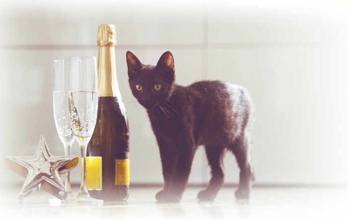 シャンパンのボトルとグラスと黒猫