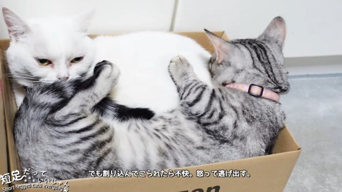 ダンボール箱に入る2匹の猫