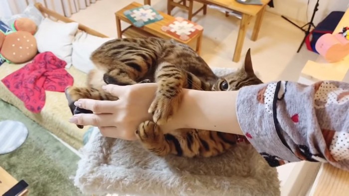 人の手を抱きしめる猫
