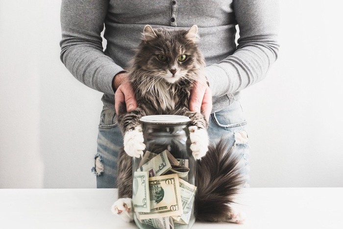 貯金箱と猫