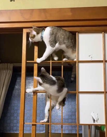 障子枠に上る2匹の猫2