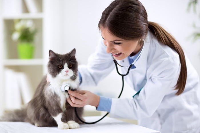 獣医の診察を受ける猫