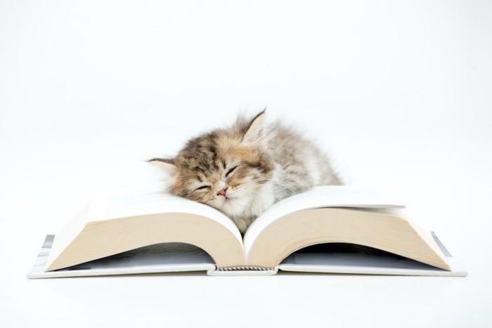 開いた本の上で眠っている子猫