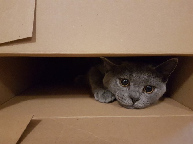 隠れる猫