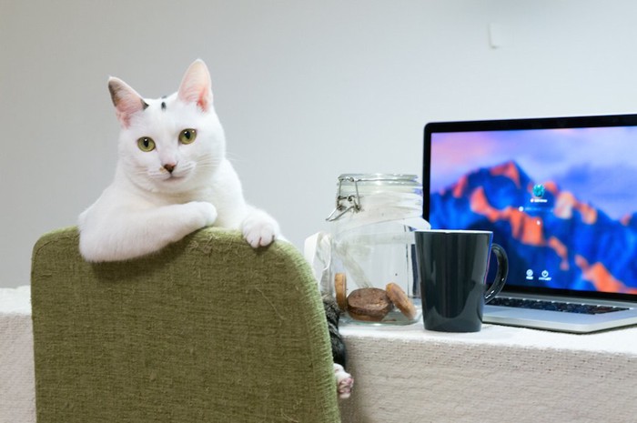椅子に座ってこちらを振り返るイメージ通りの猫